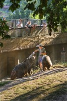 ZOO Plzeň (medvěd) - pro zvětšení fotografie klikněte na náhled