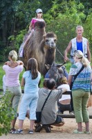 ZOO Plzeň (velbloud) - pro zvětšení fotografie klikněte na náhled
