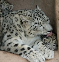 ZOO Plzeň (Irbis) - pro zvětšení fotografie klikněte na náhled