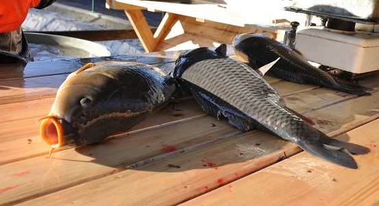 Zdravotníci, hasiči i dobrovolníci v charitě povečeří vodárenského kapra